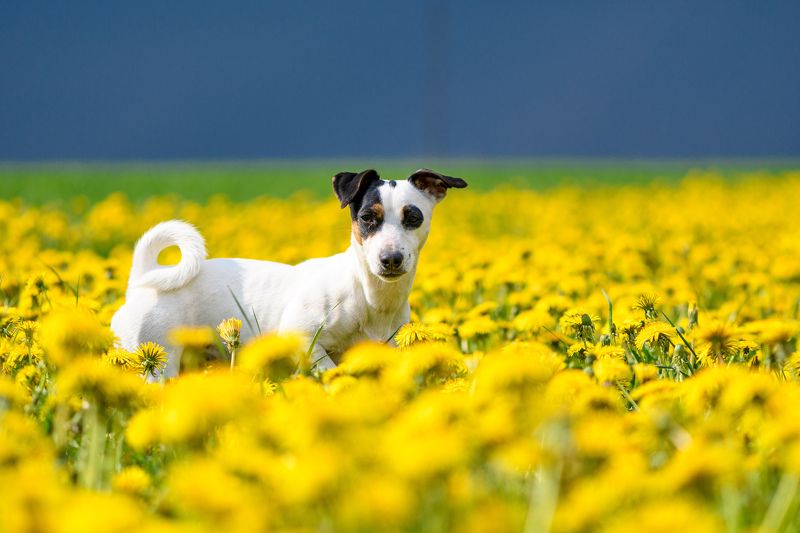 dandelion field, yellow blue sky, jack russell terrier, ukrain, symbols Dandelion field + blue sky + jack russell terrier = Ukrainian symbols фото превью