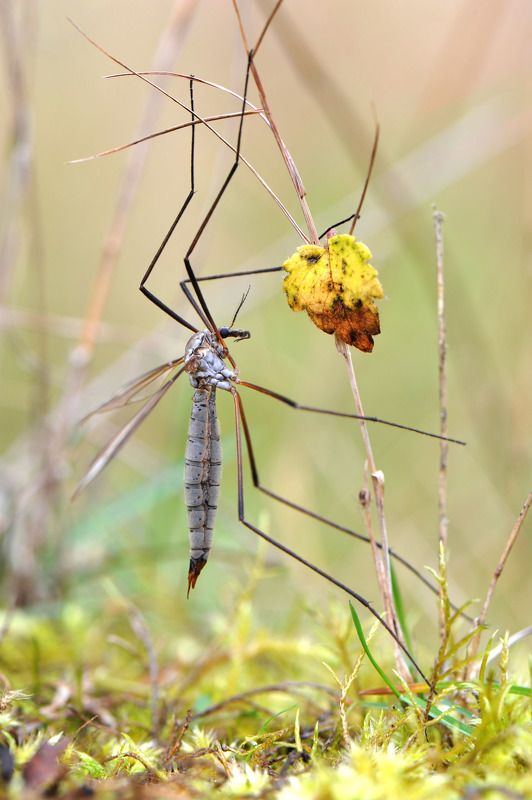 Осень. Лист календаря. фото превью