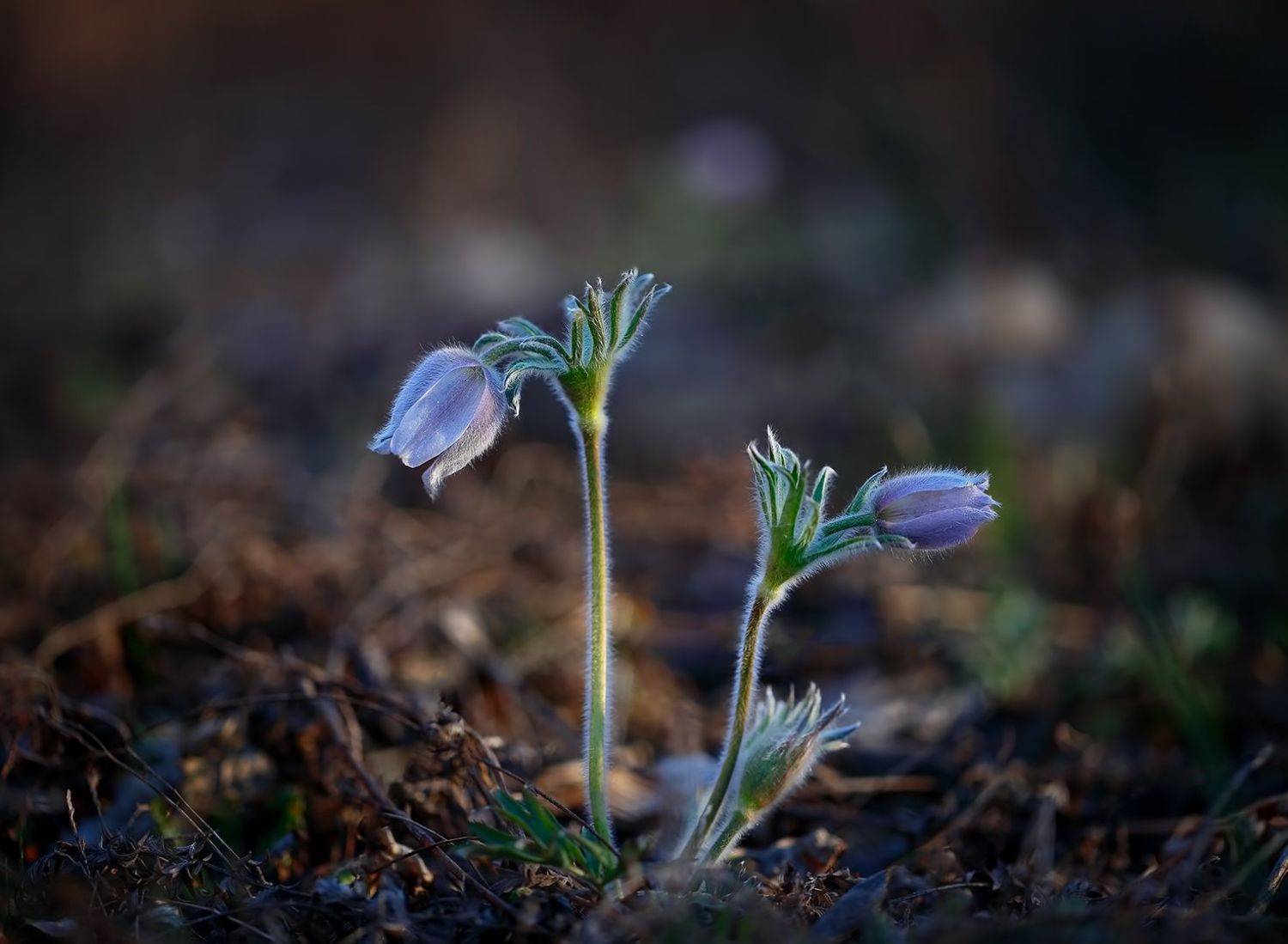 макро, цветы, сон-трава, весна, Евгений Паршуков