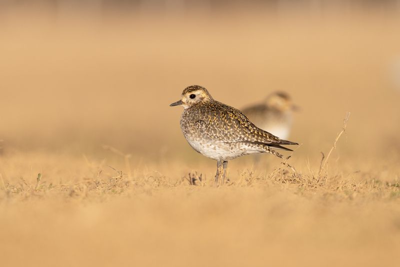 Pluvialis fulva фото превью