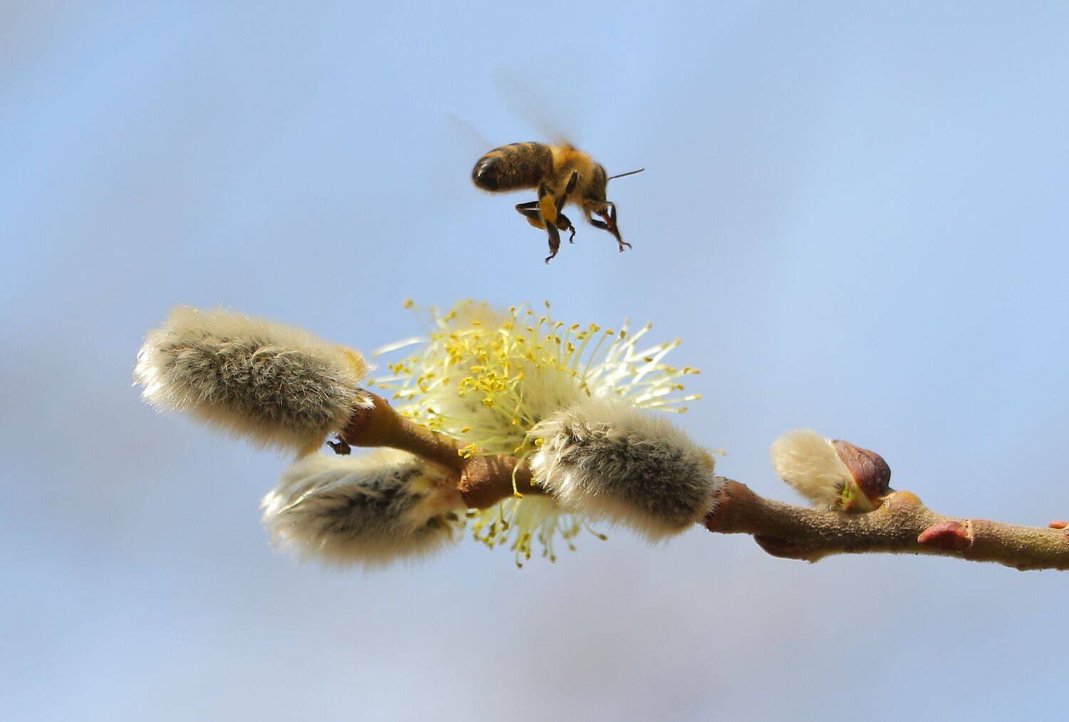 природа, шаварёв, фотография, камбурян,, Александр Шаварёв