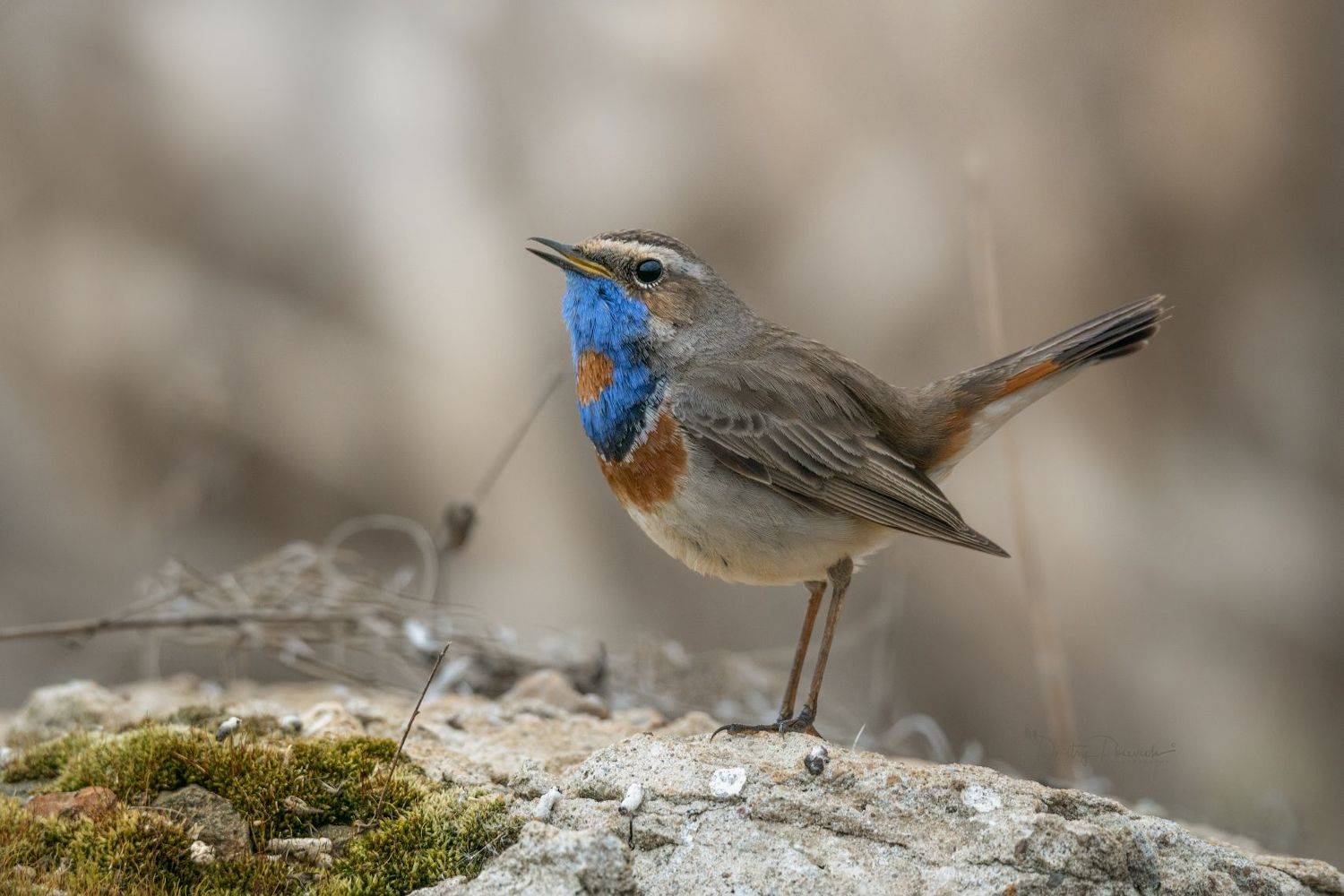 природа, лес, поля, огороды, животные, птицы, макро, Посевич Дмитрий