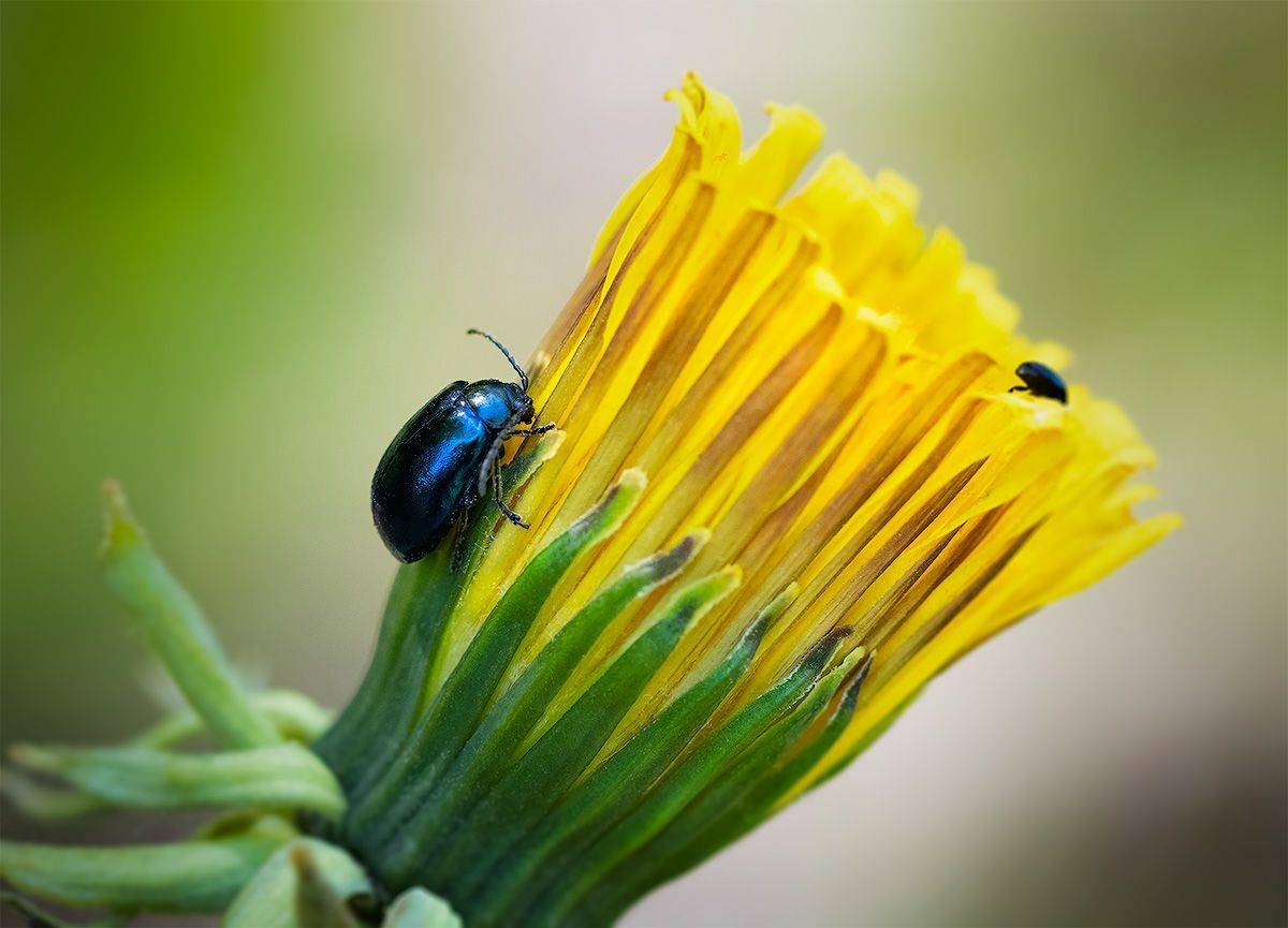 жук, листоед, синеполосый листоед, макро, одуванчик,  bug, leaf beetle, blue-striped leaf beetle, macro, dandelion, Хилько Марина