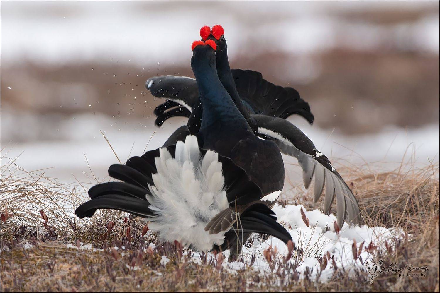 , Лобанов Роман