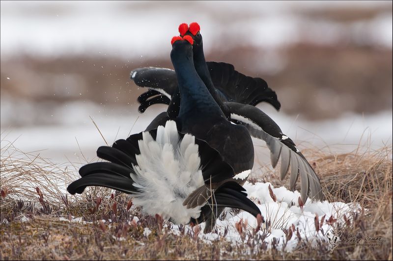 Глаза в глаза ... клюв к клюву! фото превью