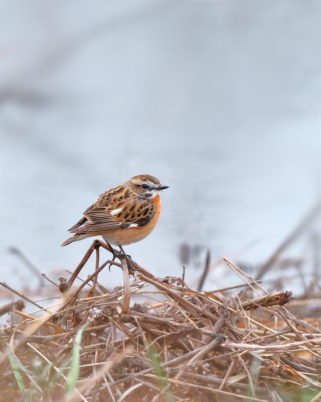 Луговой чекан фото превью