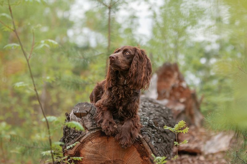 Айти фото превью