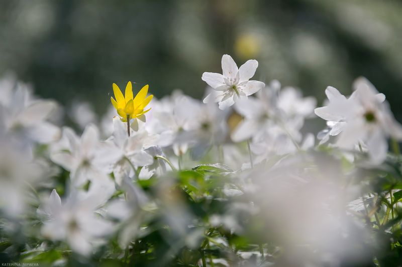 природа, весна, лес, цветы Акцент на желтом фото превью