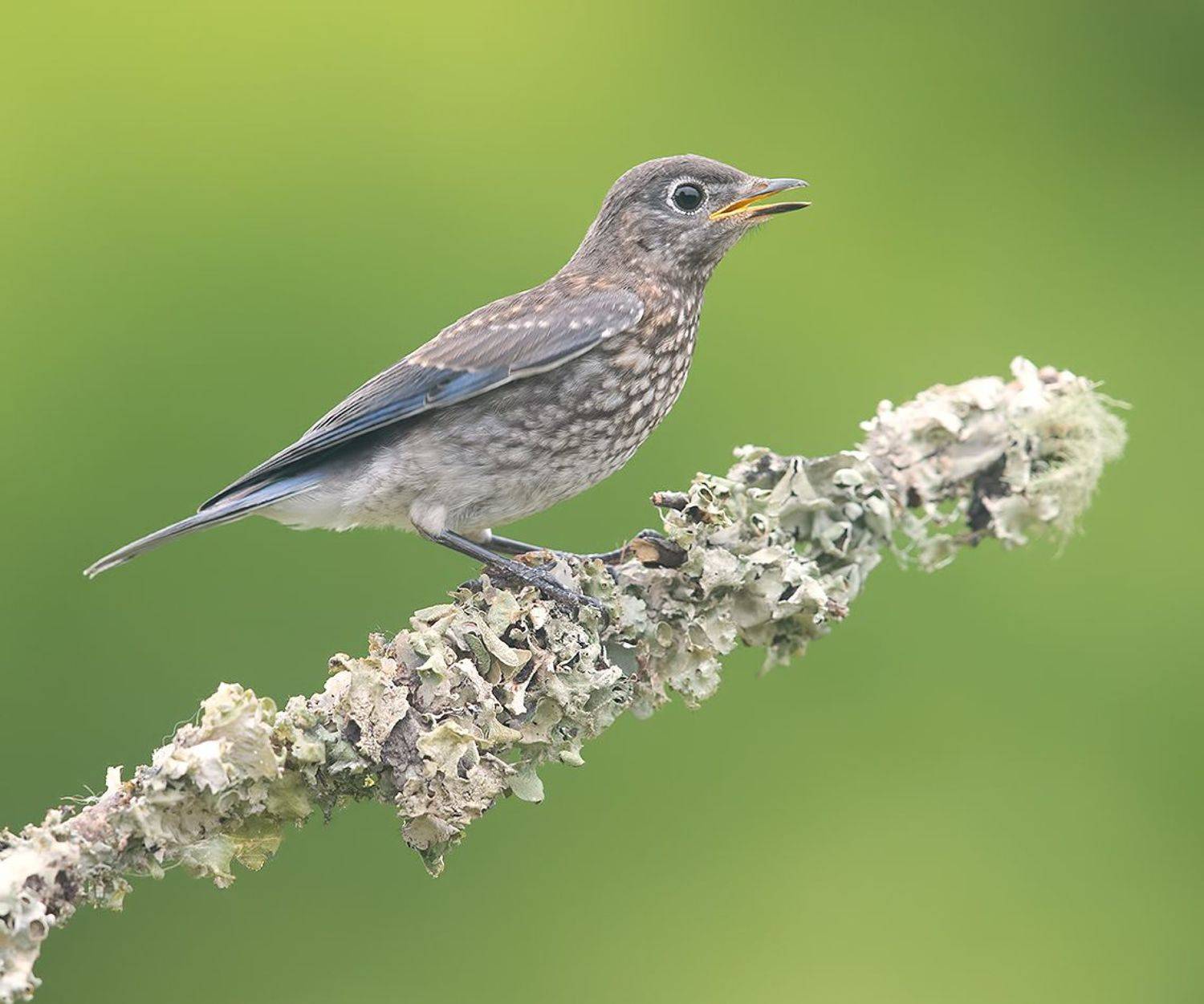 восточная сиалия, eastern bluebird, bluebird, Etkind Elizabeth