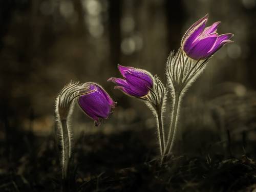 Весенние пятна.