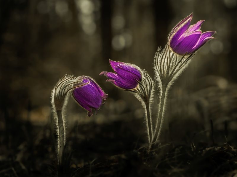 сон трава Весенние пятна. фото превью