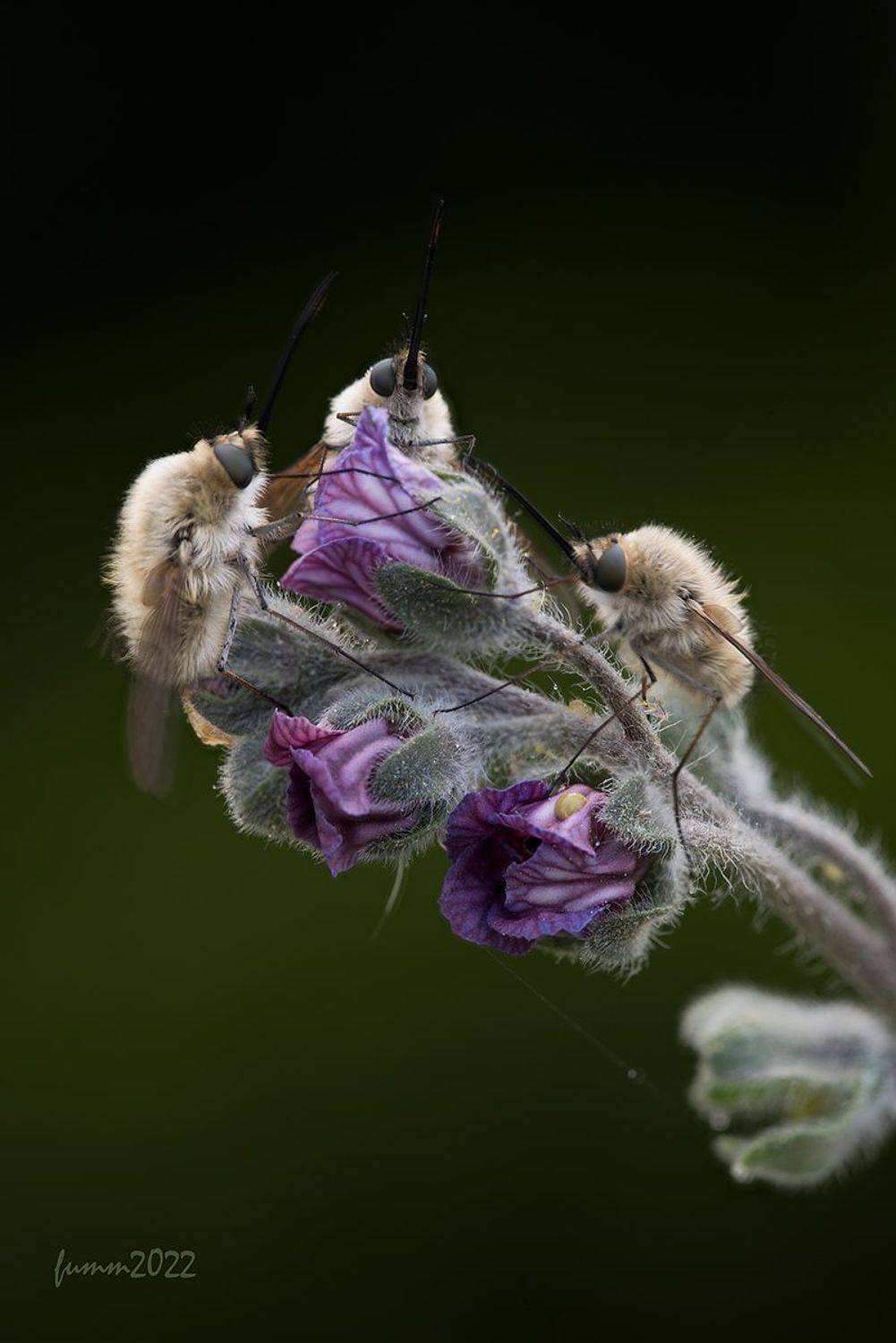 , Игорь ФУММ