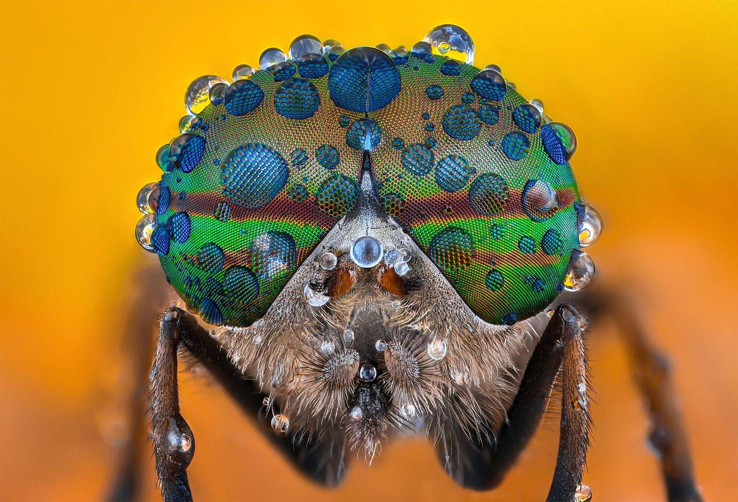 ceclii, macro, Tsvetan Ganev