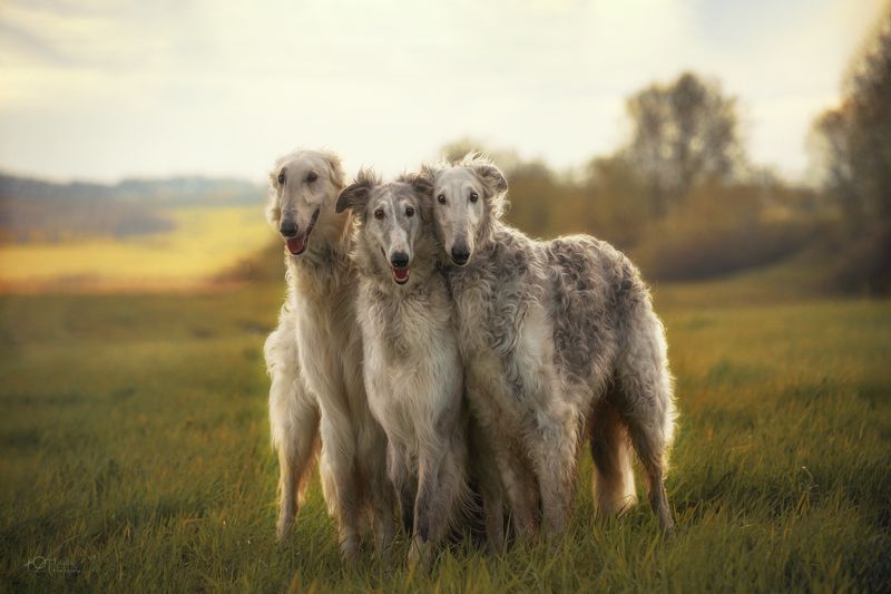 Русское чудо - борзая фото превью