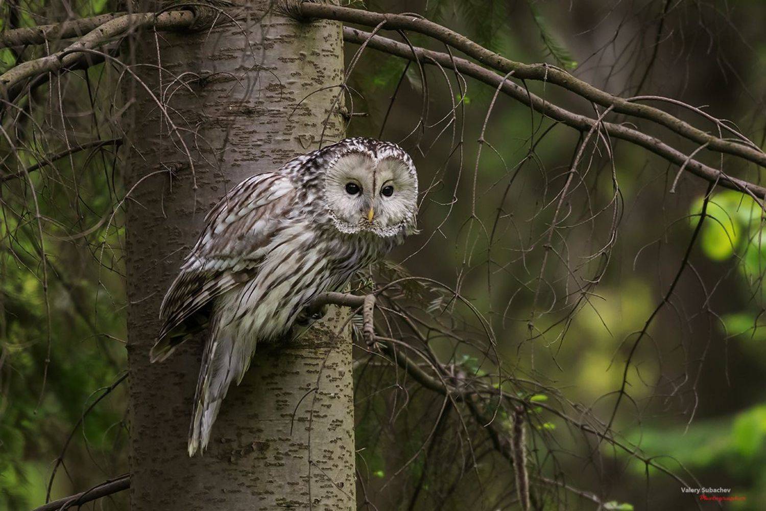 , Валерий Субачев