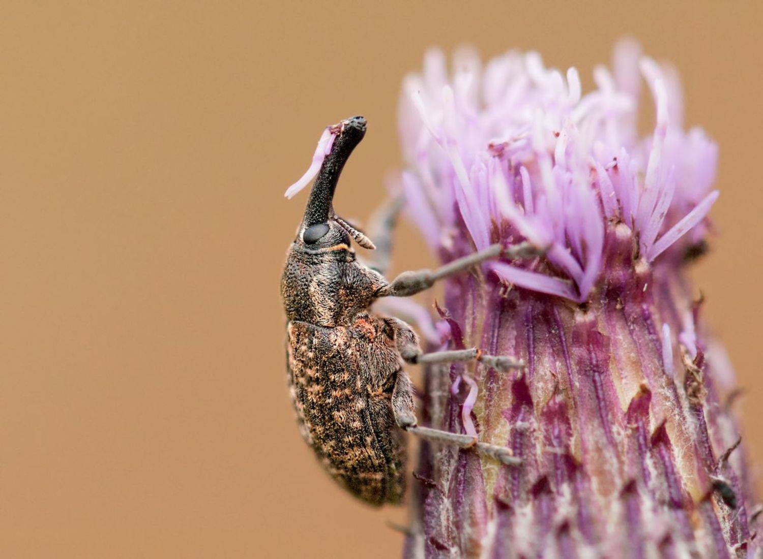 , Олег Тыркин