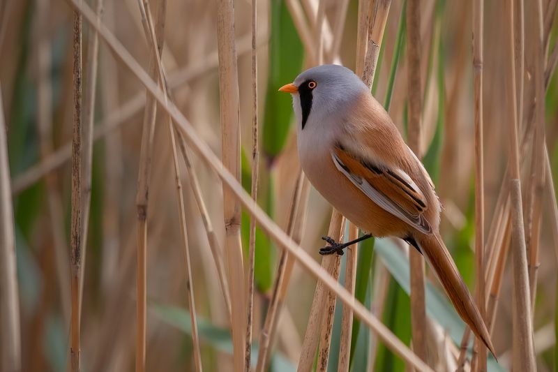 Усатая синица фото превью