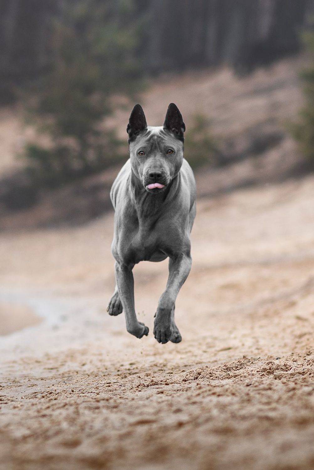 собака, животное, dog, тайский риджбек, Евгений Крутиков