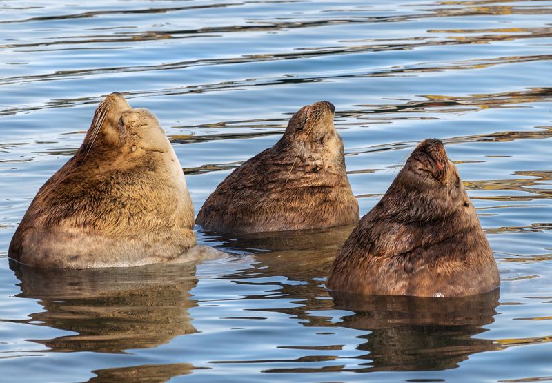 Сивуч морской лев природа животные море Камчатка Ловим дзен фото превью