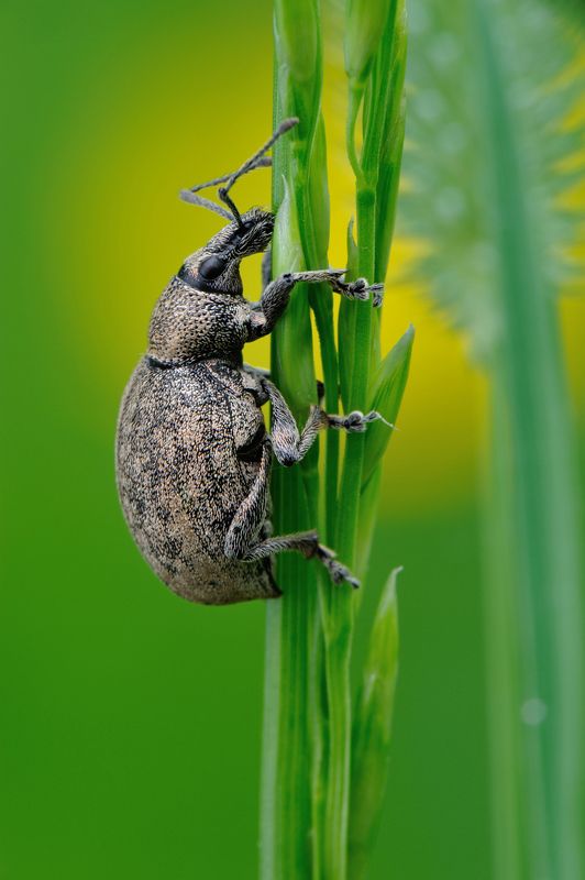 Жук. Курортные грезы. фото превью