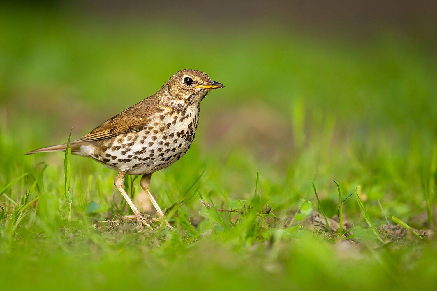 , Robert Adamec