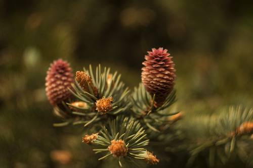 молодые шишки