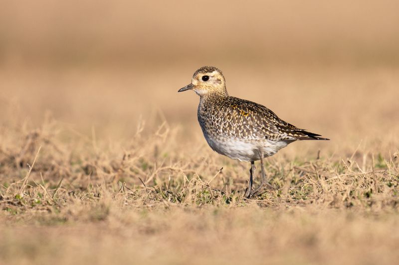 Pluvialis fulva фото превью