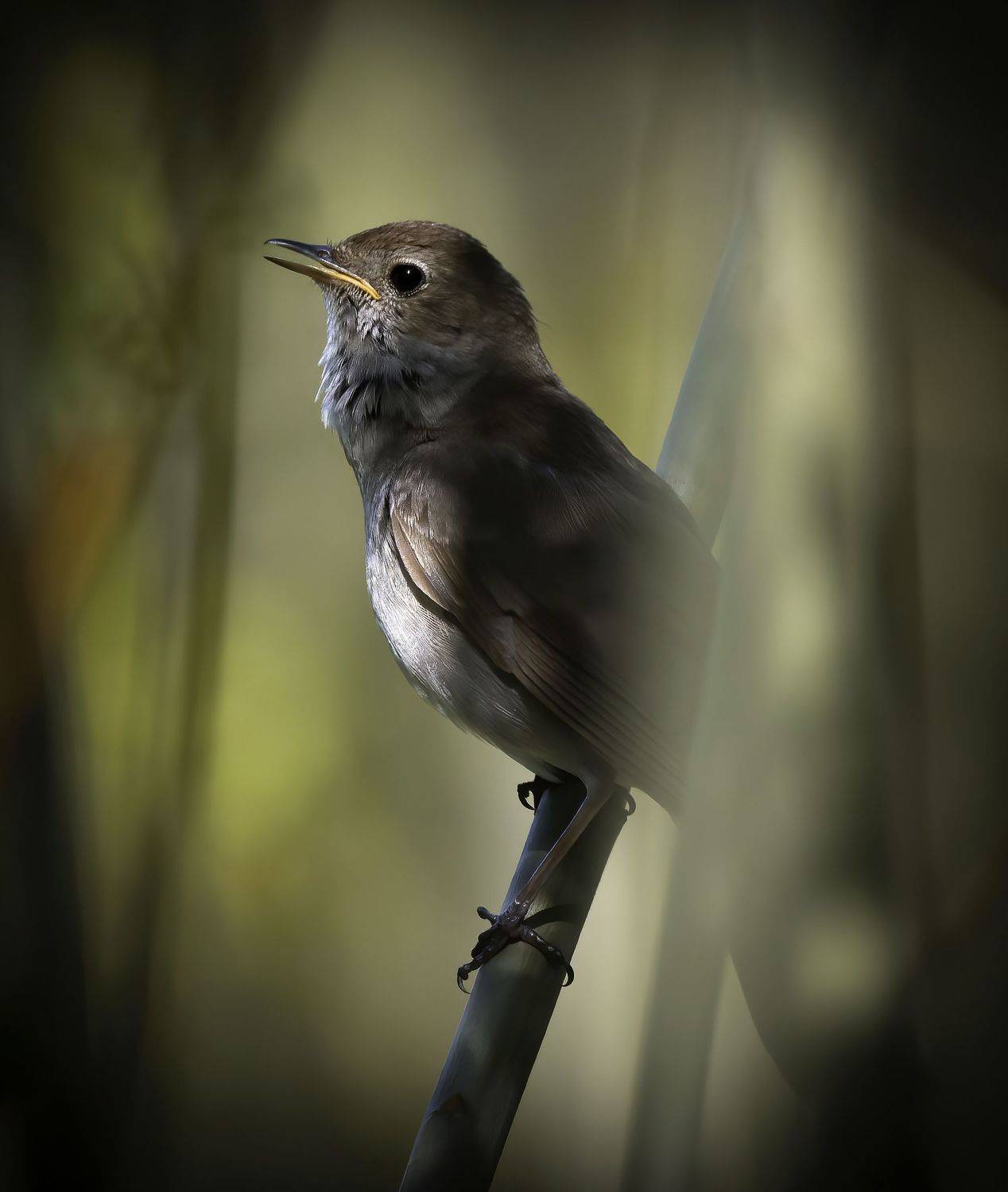 соловей, птицы, фотоохота, birdwatching, birds, nightingale, nature, Михаил Ездаков