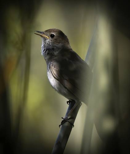 Спрятавшийся соловей