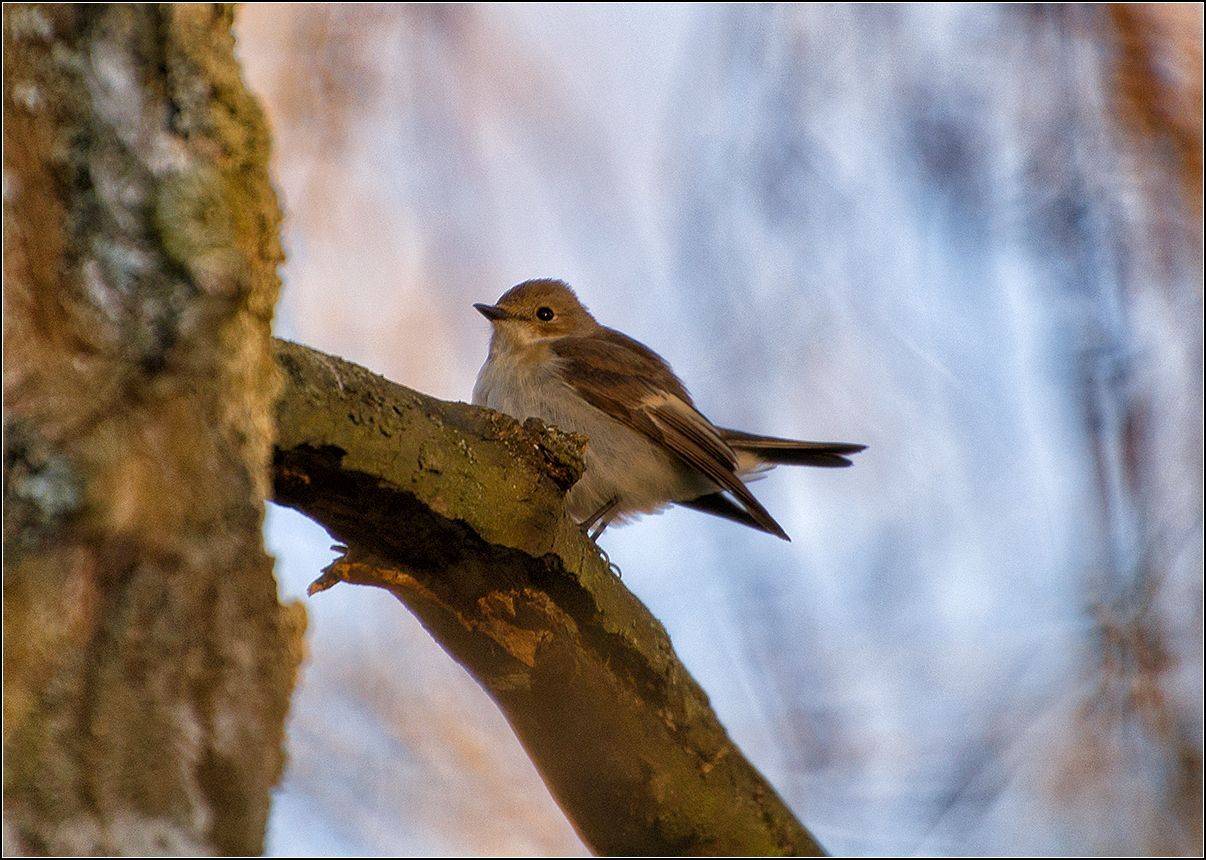 москва, парк, птица, АНАТОЛИЙ ДОВЫДЕНКО