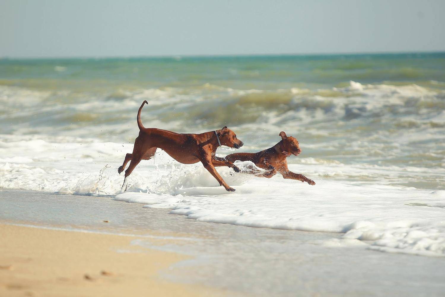 , Галина Ледок