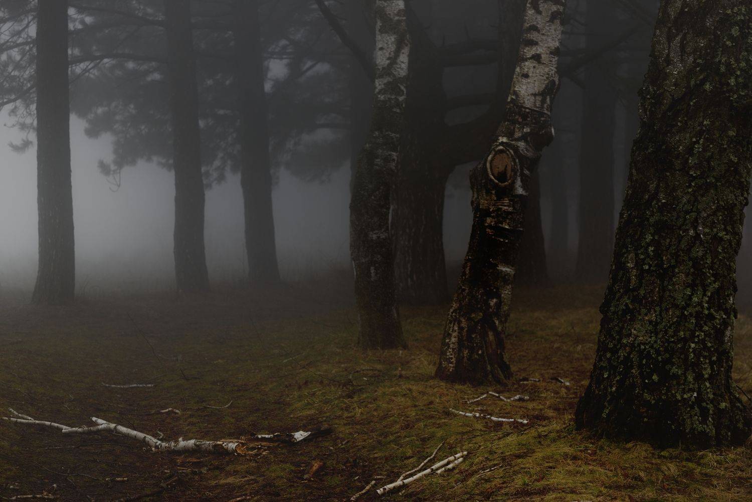 весна туман лес утро, Александр Жарников