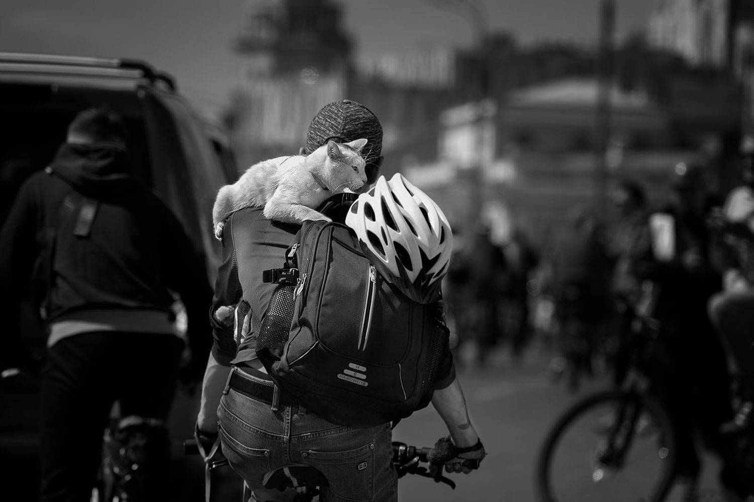 чб фото, уличная фотография, животные в городе, дружба, веломарафон, весна, Vera Trandina