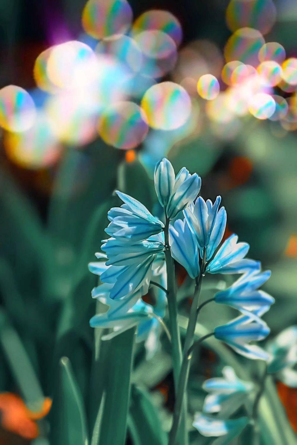 макро, macro, цветы, flowers, весна, spring, Julia Kaissa
