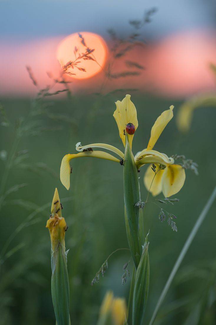 , Илья Михеев