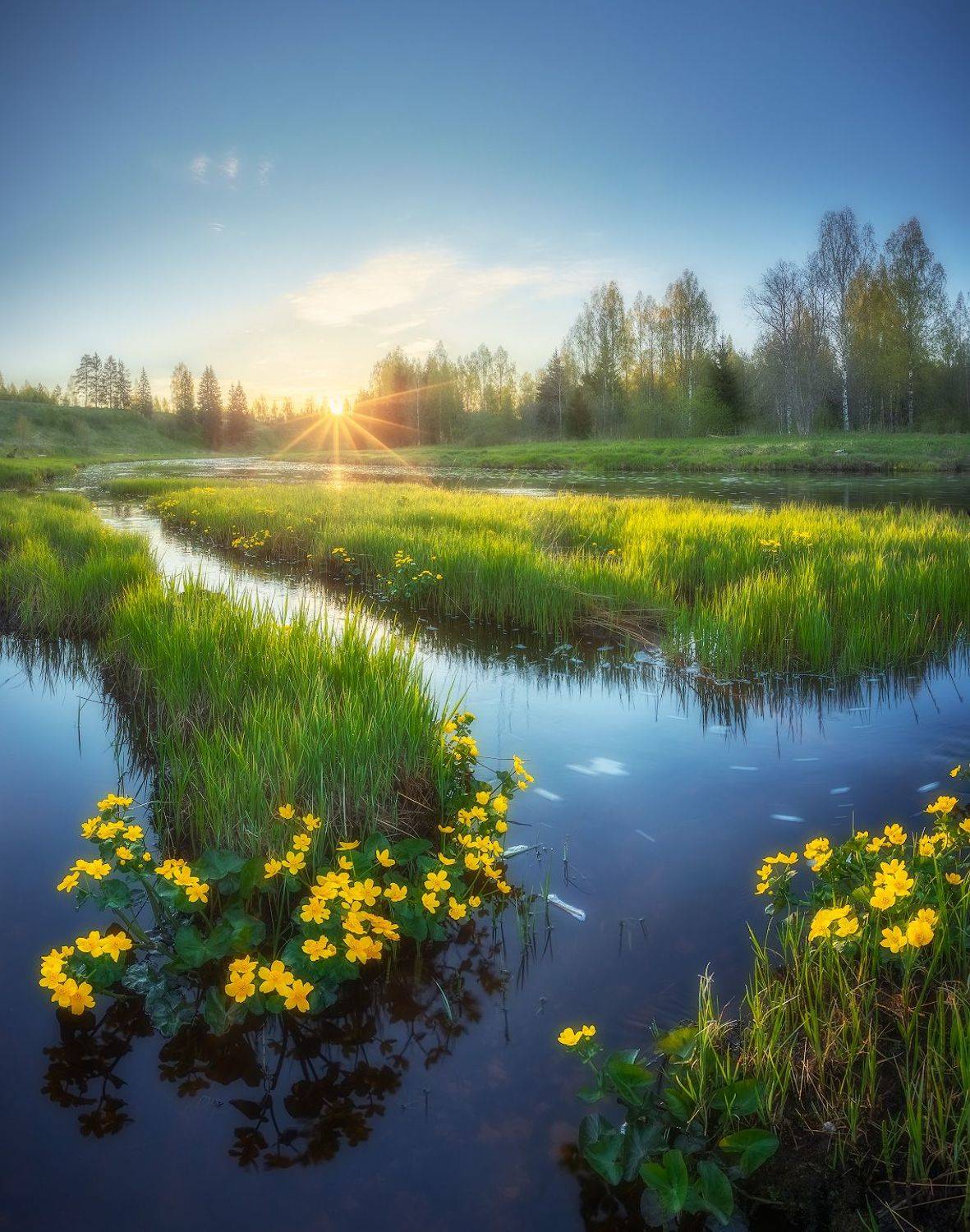 весна, восход, цветы, речка, Марголин Алексей