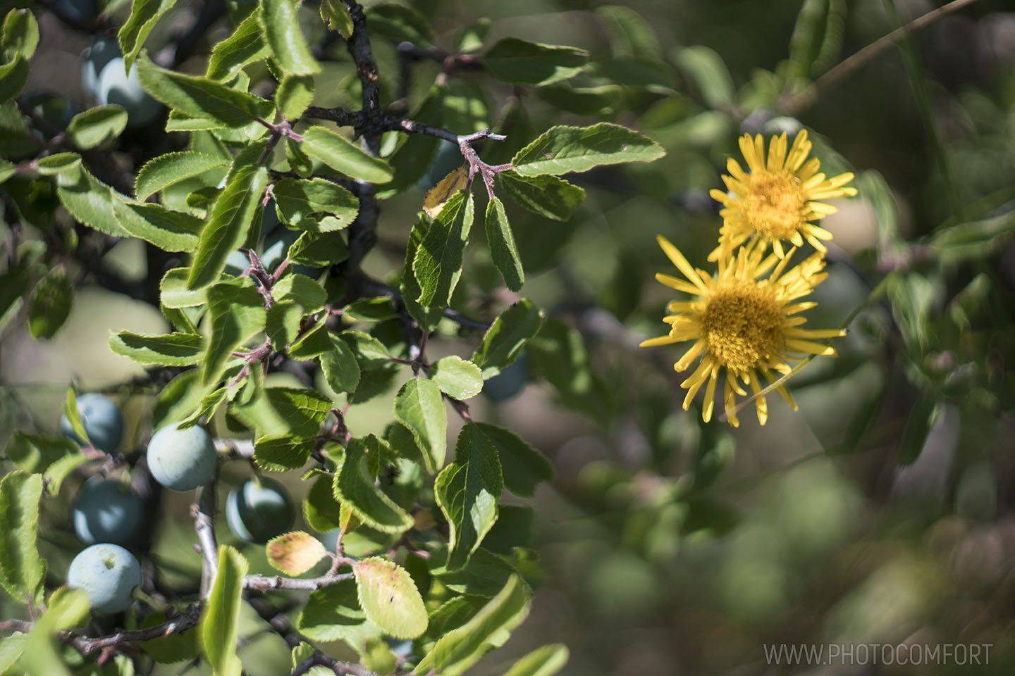 , Елена Ковригина