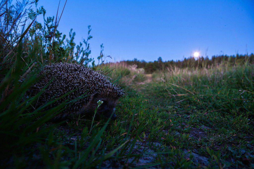 , Игорь Подгорный