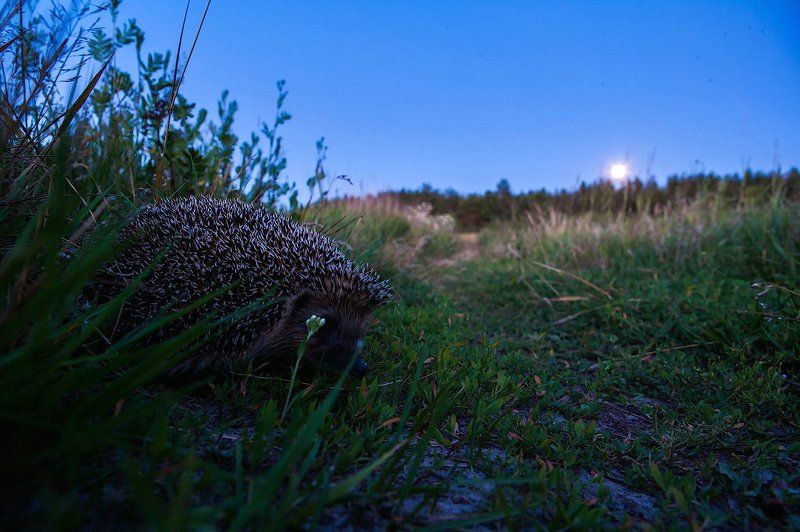 Ёжик не в тумане фото превью