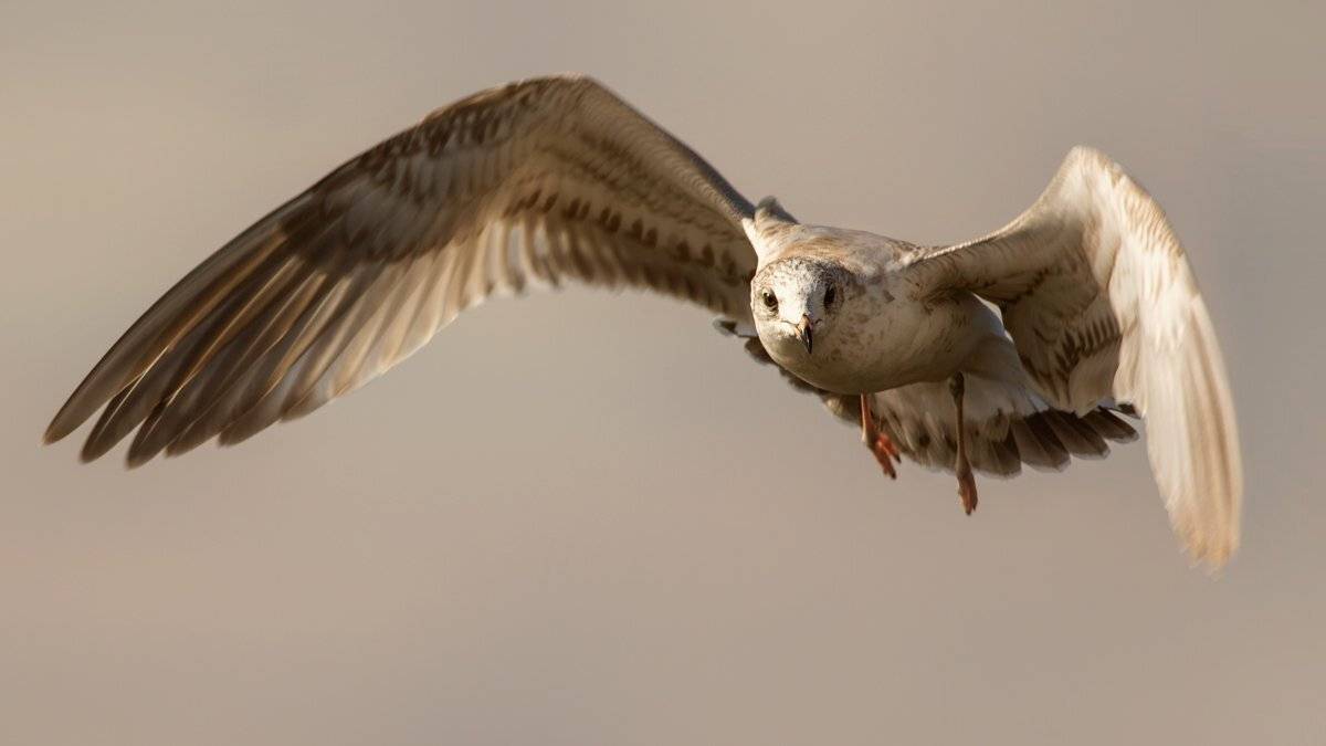 , Валерий Субачев