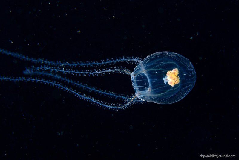 Японское море. Бухта Рудная. Гидрокосмос. фото превью