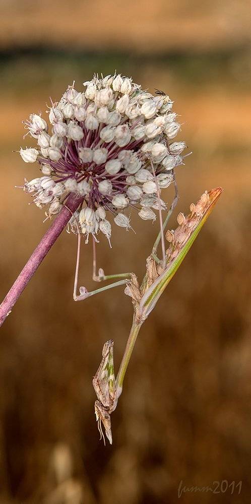 , Игорь ФУММ