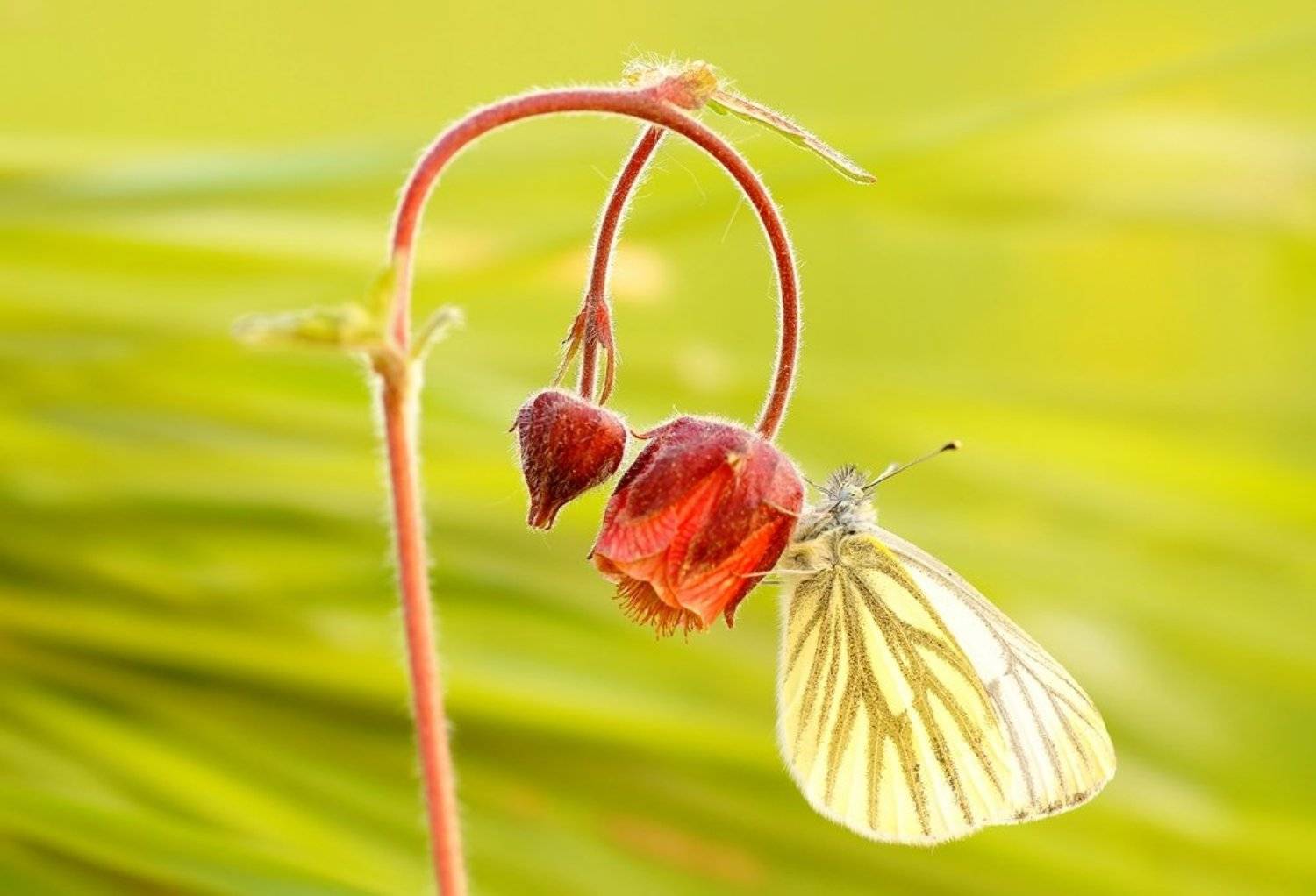 , Zbyszek  Walkiewicz