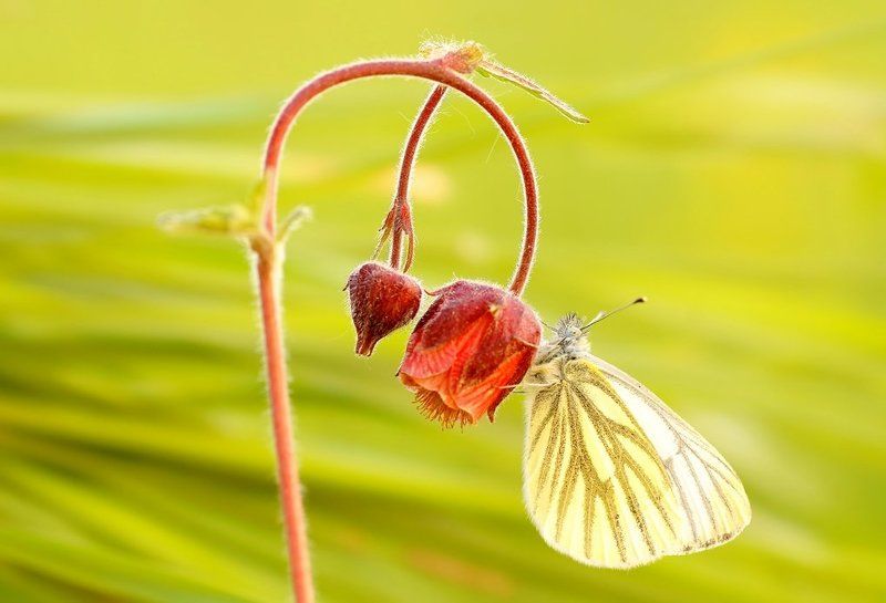 В тишине утра ... фото превью