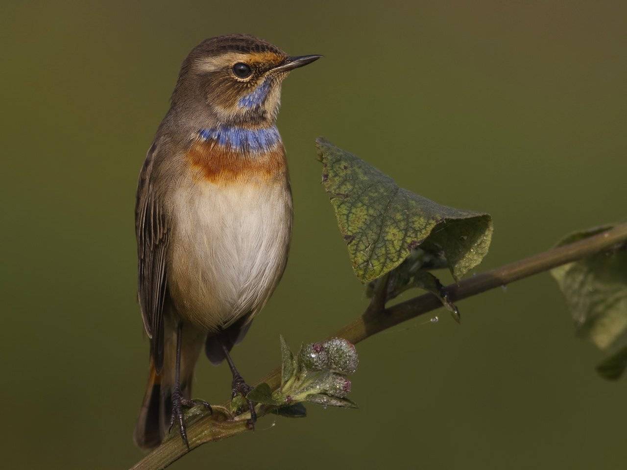 , Ляпустин Юра