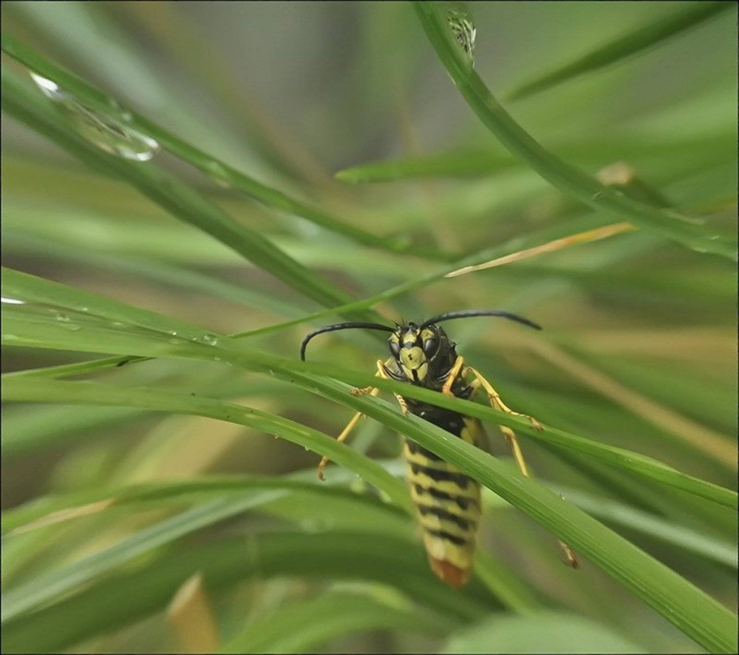 , Андрей Осокин