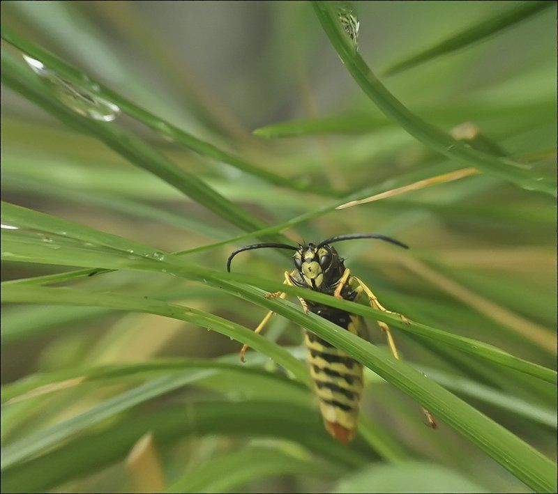 Пробная масть... фото превью