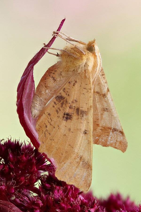 , Сергей Таланов