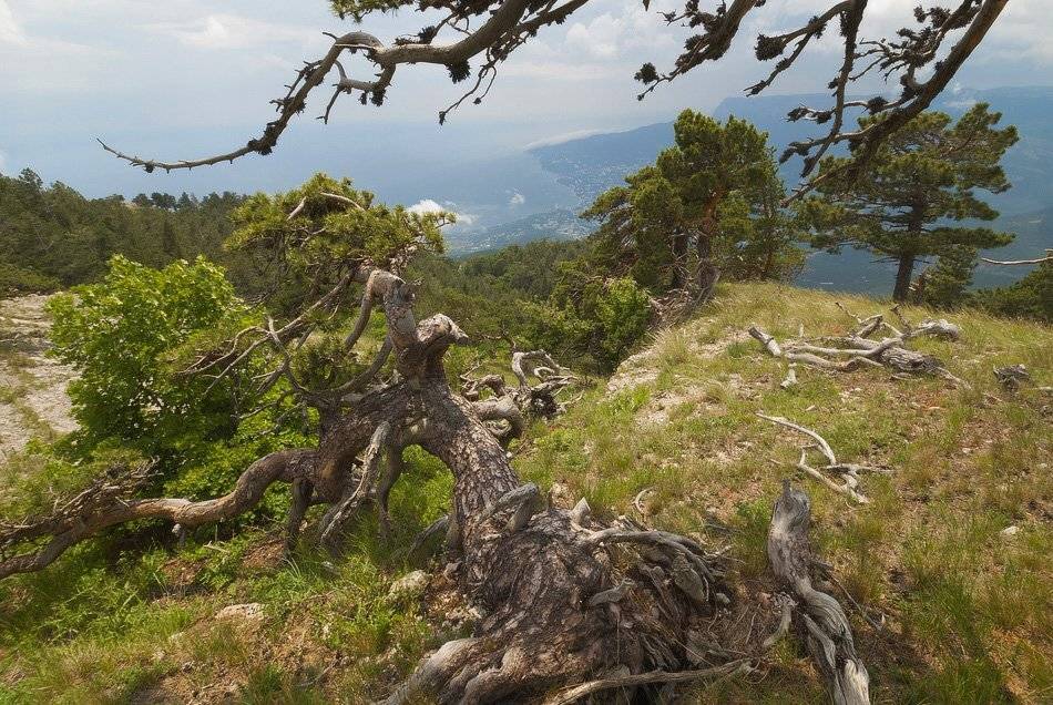 , Саша  Вайсберг / Waldschnepfe /