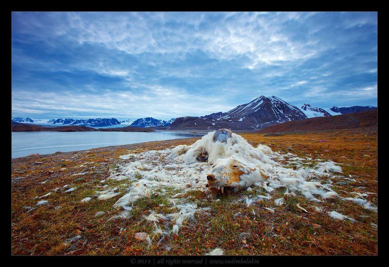 шпицберген, норвегия Правда жизни фото превью